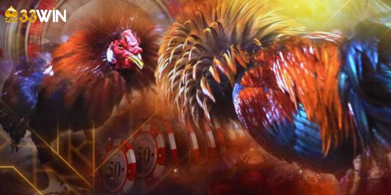 Hệ thống đá gà 33WIN trực tiếp nhiều trận mỗi ngày